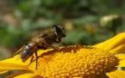 蜜蜂叫声嗡嗡的拼音怎么写：蜜蜂的拼音怎么拼